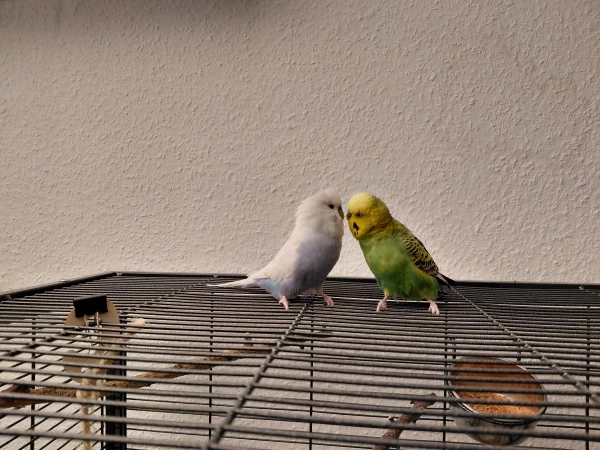 Wellensittich-Bild: Atlas und Ares kennen sich seit nicht mal zwei Wochen und sind schon ständig am Flirten.