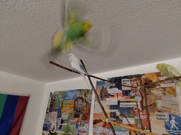 Wellensittich-Bild: Nichts hält mich am Boden - oder eher auf der Stange. 