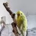 Apollo