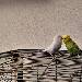 Junge Liebe