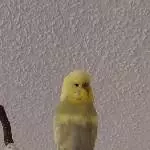 Ich heiße Adonis