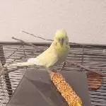 Wiegetag