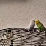 Junge Liebe