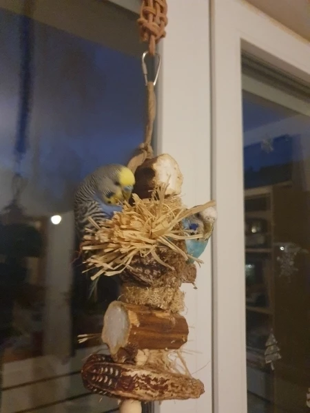 Wellensittich-Bild: Es wird fleißig am Spielzeug rum geklettert und geknabbert.