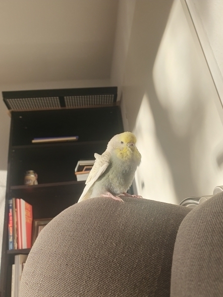 Fae auf dem Sessel