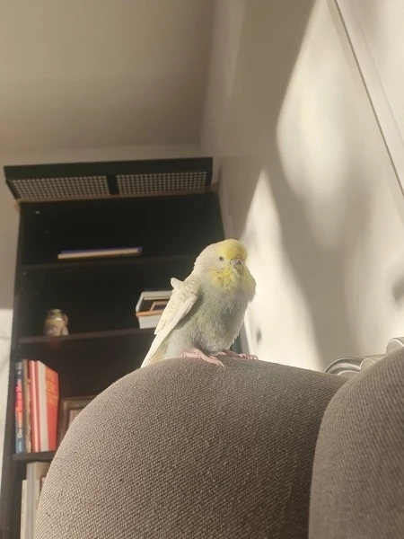 Wellensittich-Bild: Sie ist mir heute sehr nahe gekommen.