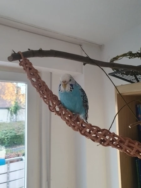 Wellensittich-Bild: Ich versuche durch Training, Pia an das Lederseil zu gewöhnen.