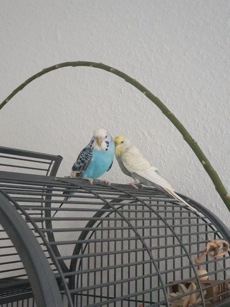Pia und Fae beobachten