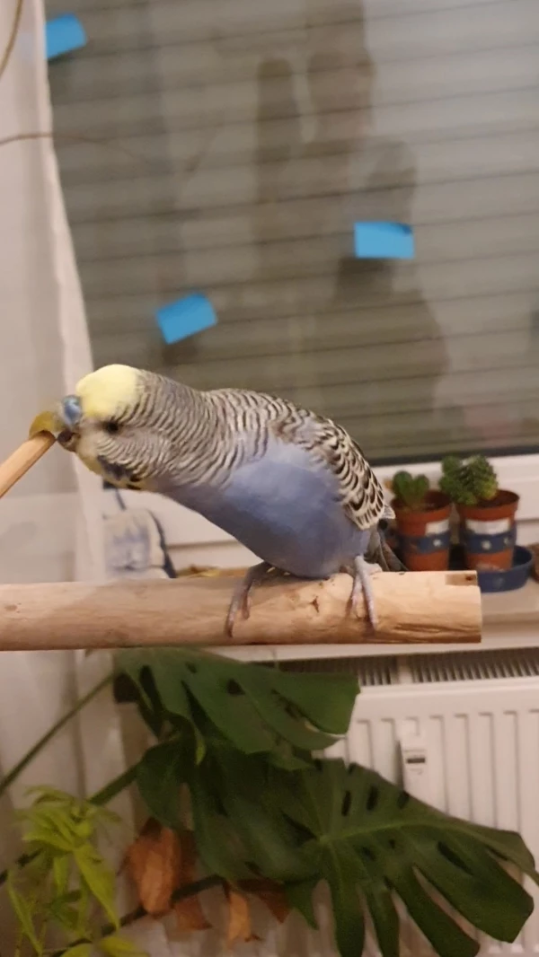 Wellensittich-Bild: Klein anfangen um Marks Selbstvertrauen zu steigern. :)