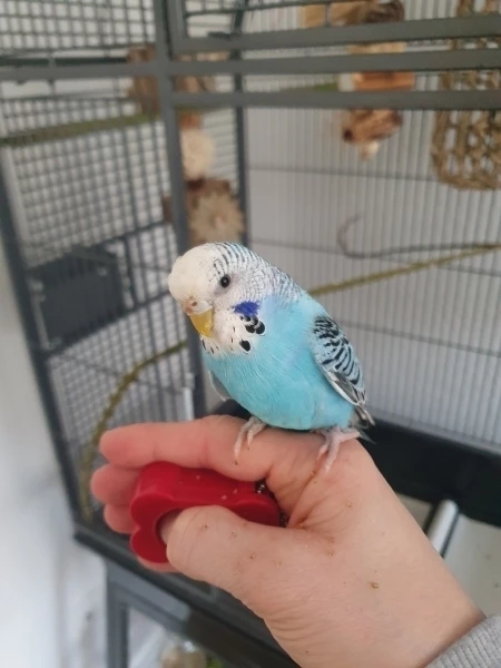 Wellensittich-Bild: Wir sind schon seit ein paar Tagen dabei Klickertraining mit Pia zu machen. Wenn ich sie rufe kommt sie manchmal zu mir. ^^