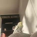 Fae auf dem Sessel