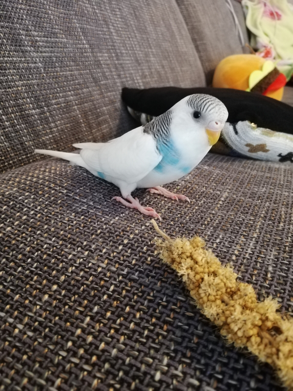 Lunas Erster Freigang