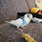 Lunas Erster Freigang