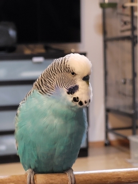 Hahn Blue