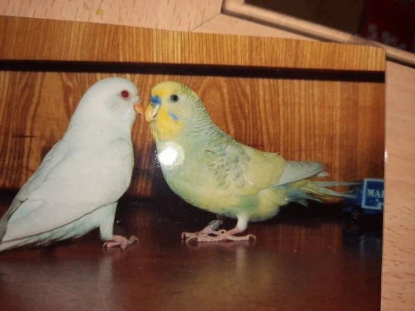 Wellensittich-Bild: Bino und Abraxas Ende 1990. 
Abraxas hatte eine Schnabelmissbildung. Der Schnabel musste regelmäßig gekürzt werden.