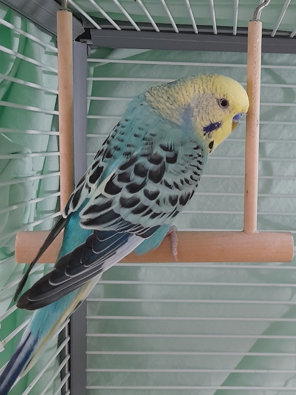 Bonifatius im Alter von 2 Jahren