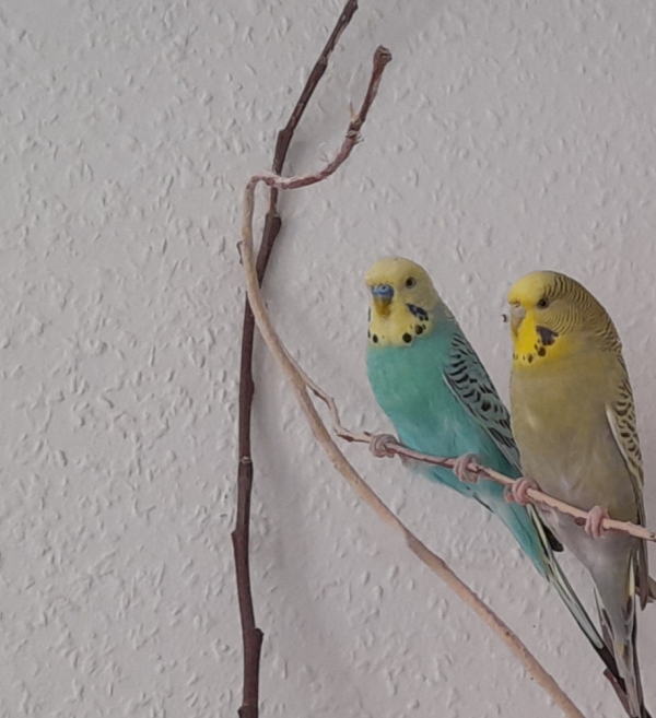 Bonifatius und Wilma