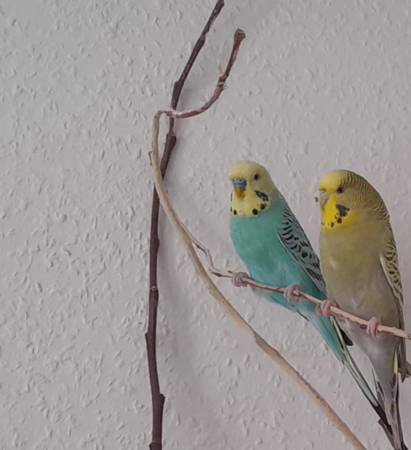 Wellensittich-Bild: Bonifatius (*2021) mit seiner jetzigen Partnerin Wilma (*unbekannt).