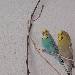 Bonifatius und Wilma