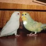 Bino und Abraxas