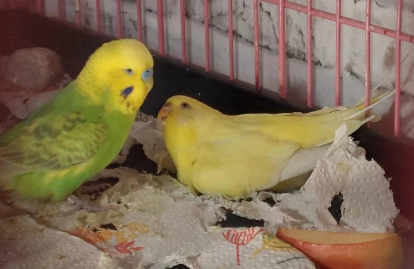 Wellensittich-Bild: Der gutaussehendste Vogel der Truppe hat ausgerechnet die Bestie als seine Partnerin auserkoren. Vielleicht hat er aber auch Angst, mit ihr Schlusszumachen, jetzt wo er sieht, zu was sie imstande ist.