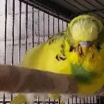 Die Kugel und die Stange