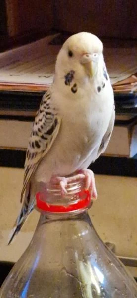 Wellensittich-Bild: Butschi muss alles erforschen, was ich in die Hand nehme.
Am liebsten würde sie auch alles probieren.
Anstrengend aber so süß.
