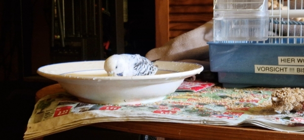 Butschi beim Baden