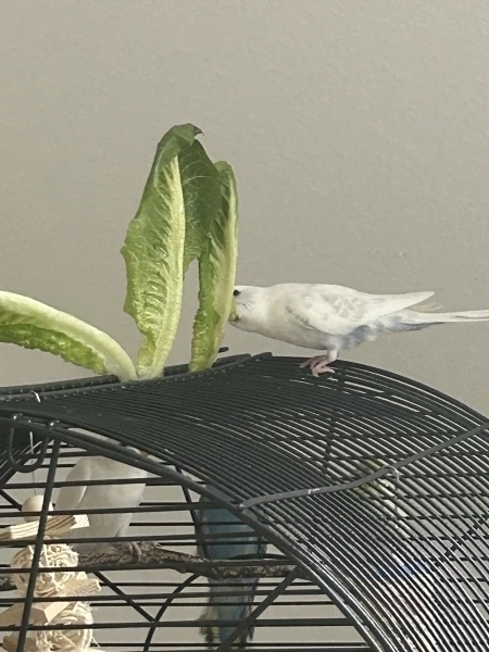 Wellensittich-Bild: Poppy ist z. Zt. unser einziger Hahn und von unserem 4-er Gespann eindeutig am mutigsten und am kommunikativsten. Er ist unser Klassenclown. 