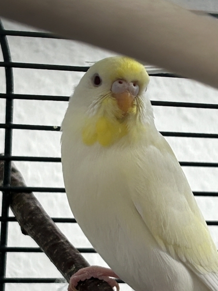 Flauschi