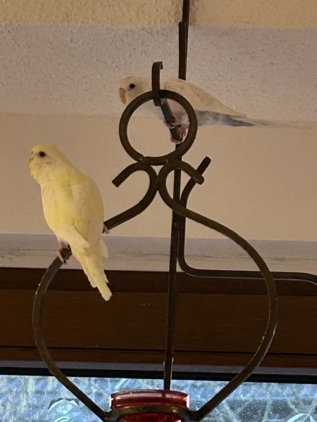 Wellensittich-Bild: Dann bezirze ich eben mein(e) Flauschi. Hildegard und Schneeball sind mir zu anstrengend, obwohl ich schon alles gebe. Flauschi forever.