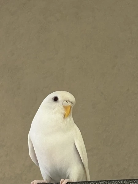 Wellensittich-Bild: Schneeball ist die „Beobachterin“ der Gruppe. Sie hat immer alle(s) im Blick und scheint immer ein Auge auf alle haben zu wollen. Die ruhigste von allen, kann aber auch anders. 