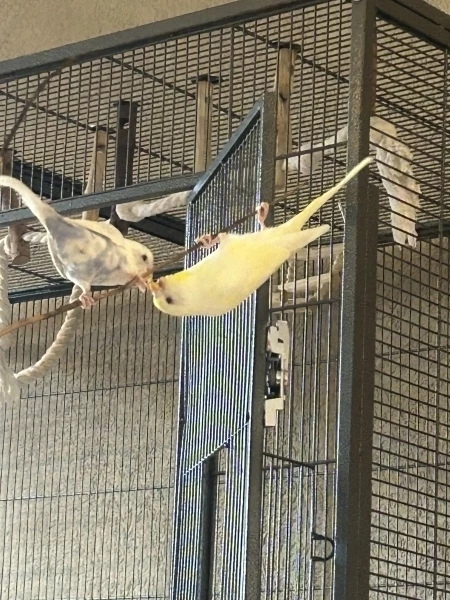 Wellensittich-Bild: Poppy und Flauschi hängen wieder gemeinsam ab. Die beiden verstehen sich prächtig. 