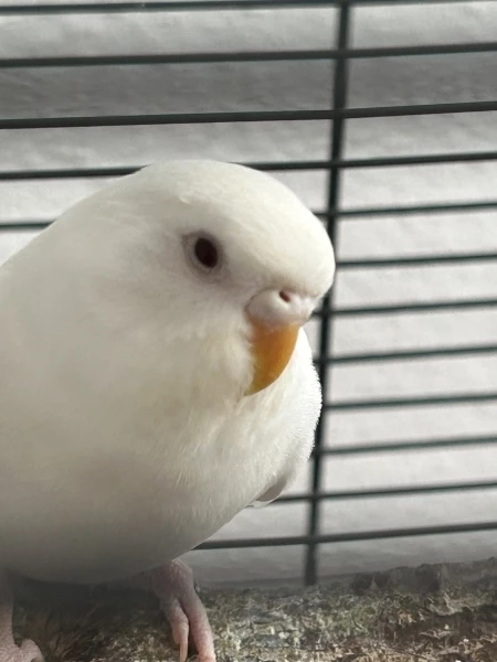 Wellensittich-Bild: Unsere Schneeball heißt natürlich Schneeball weil sie ein Albinomädchen ist. Sie ist die ruhigste bisher, verteidigt aber resolut ihr Lieblingsspielzeug. 