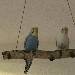 Hildegard und Poppy