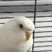 Schneeball 