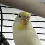 Flauschi