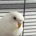 Schneeball 