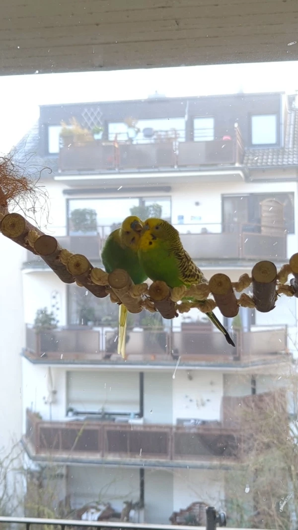 Wellensittich-Bild:                                                                   
