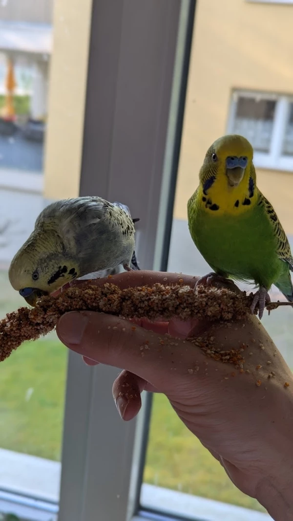 Wellensittich-Bild:                                                                                                                                       