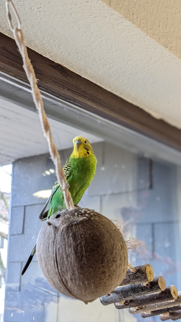 Luca