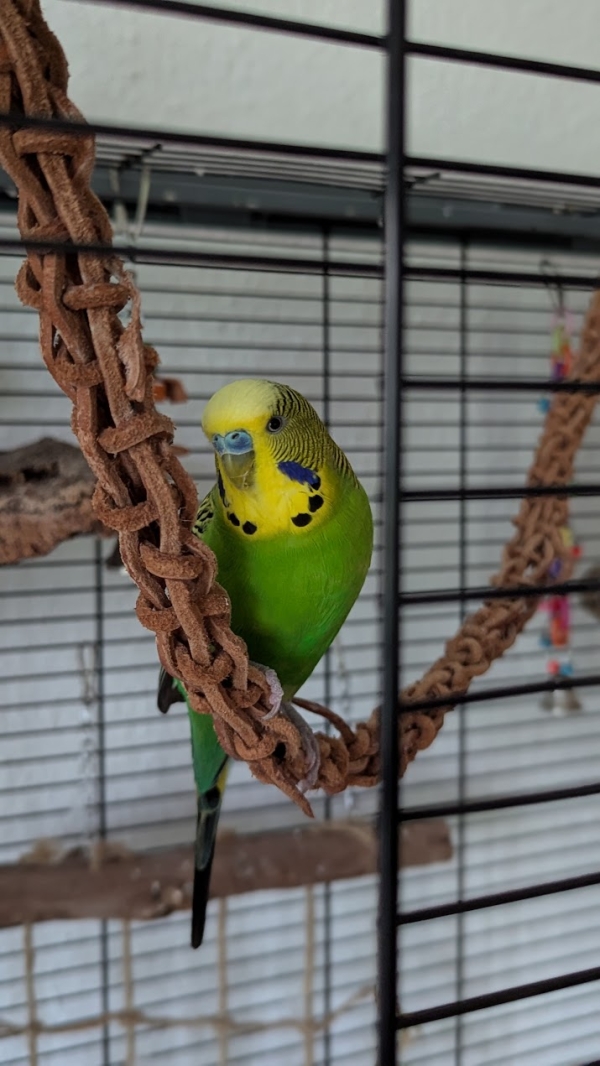 Kuki