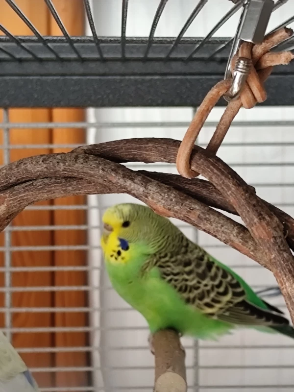 Wellensittich-Bild: Kiwi wird immer zutraulicher und mittlerweile zwitschert sie auch sehr gern.