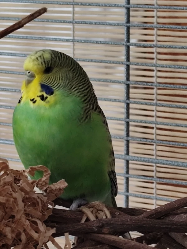 Wellensittich-Bild: Unsere Kiwi wird langsam erwachsen, sie sieht aus, als hätte sie ein Lockenköpfchen.