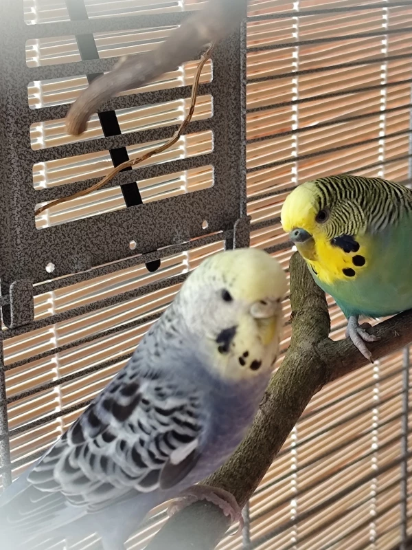 Wellensittich-Bild: Mit ihrem Partner Sunset, wohnen bei mir seit 8 Tagen.