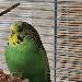 Unsere Kiwi - eine ganz Liebe