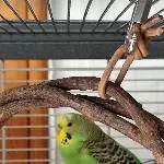 Die Kleine Kiwi