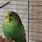 Unsere Kiwi - eine ganz Liebe