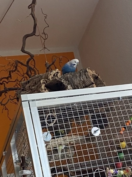 Wellensittich-Bild: Umso mehr Kork, umso besser! Und der Ausblick ist auch nicht schlecht.