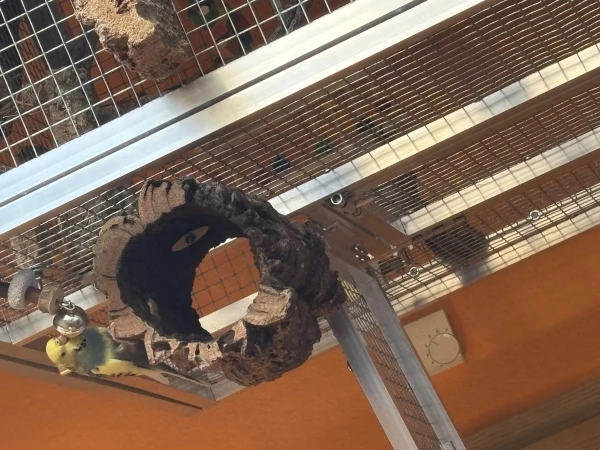 Wellensittich-Bild: Jiiva hat manchmal das Bedürfnis, die Glocke hochzuheben. Und dann macht das Ding auch noch Geräusche.